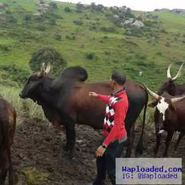 Proud Fulani herdsman shows off his cattle on Twitter